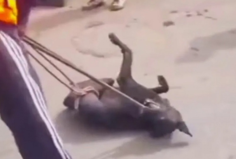 太陽報：摩洛哥當局為世界杯清理街道，正在消滅300萬只流浪狗